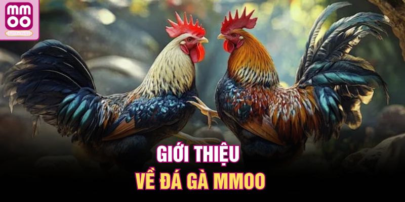 Đá Gà MMOO | Không Gian Thi Đấu Kịch Tính Cho Đam Mê Chọi Kê 1 Giới thiệu về đá gà MMOO